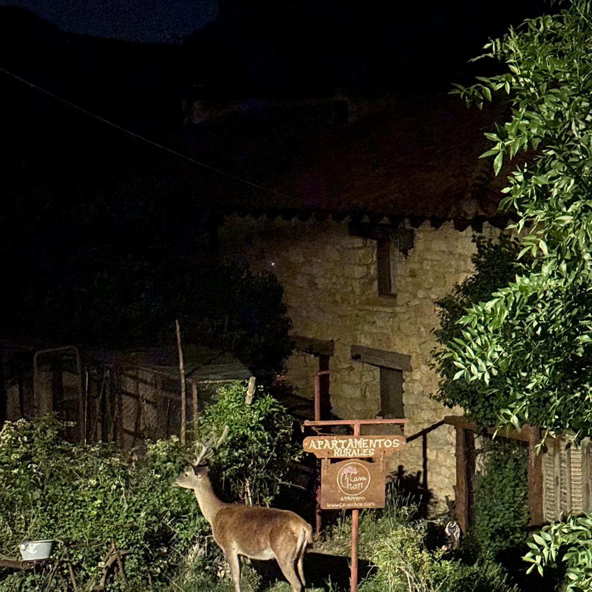 Casas Rurales Chon Alto Tajo Пералехос-де-лас-Тручас Экстерьер фото